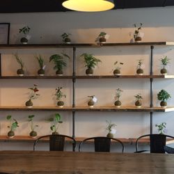 Philosafy Coffee - Kokedama moss balls