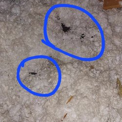 Attic Kings, Animal Removal & Exclusion - Rat droppings