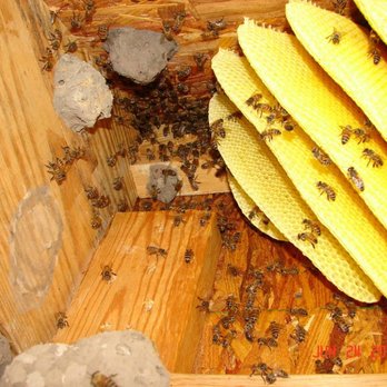 AA Bee Removal Experts - Pest Control Near Me - Red Oak, Texas AA Bee Removal Experts - Pest Control Near Me - Red Oak, Texas