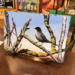 Digital Pro Lab - This Sardinian Warbler printed on their new photo slates look so cool. It's stone.