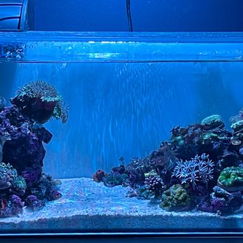 Aqua SD - Local Fish Stores Near Me - San Diego, California Aqua SD - Local Fish Stores Near Me - San Diego, California