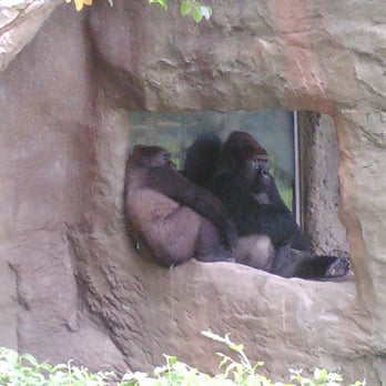 Zoo Miami - these 2 were just chilling in the cut lol - Zoos Near Me - Miami, Florida