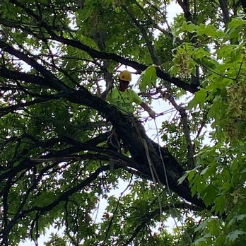 Hill's Arbor Care - Tree Services Near Me Hill's Arbor Care - Tree Services Near Me