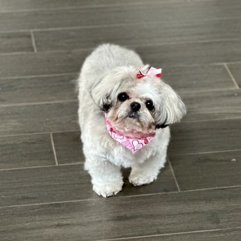 Garden Oaks Veterinary Center - Rosie - Veterinarians Near Me - Houston, Texas