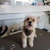 Friendly Mobile Grooming gift card