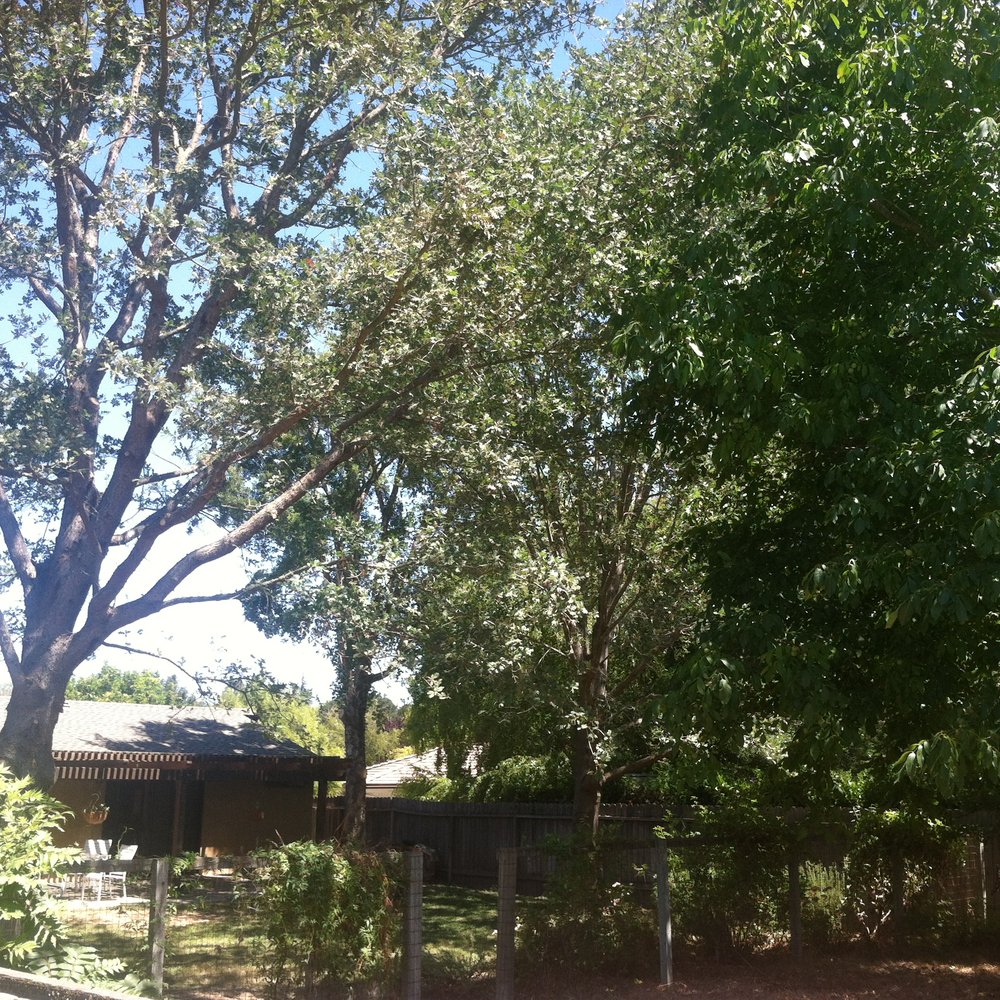 Hecker's Coastal Tree Care - Tree Services Near Me Hecker's Coastal Tree Care - Tree Services Near Me