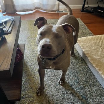 Tractor Supply - Buddy my pit. Great, very smart guy. - Department Stores Near Me - Fresno, California