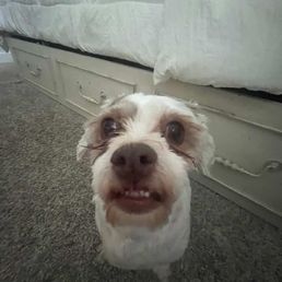 Super pet friendly this was my dog Super pet friendly this was my dog