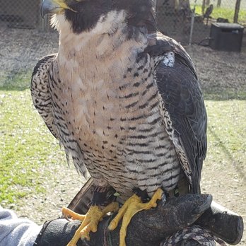West Coast Falconry - Specialty Schools Near Me - Marysville, California West Coast Falconry - Specialty Schools Near Me - Marysville, California
