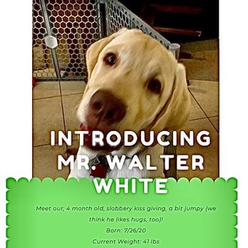 Koba's Four Paws Institute - Adoption announcement. - Pet Training Near Me - Montgomery, Texas Koba's Four Paws Institute - Adoption announcement. - Pet Training Near Me - Montgomery, Texas
