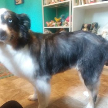 Purple Dog Grooming - Here is s bath and tidy on an Aussie - Pet Groomers Near Me - Tyler, Texas