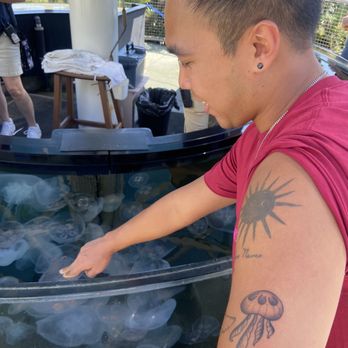 Halo Tattoo Collective - Moon jelly at aquarium - Tattoo Near Me - Long Beach, California Halo Tattoo Collective - Moon jelly at aquarium - Tattoo Near Me - Long Beach, California