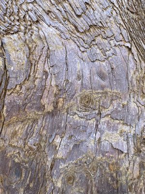 General Grant Tree by null