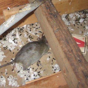 Daniel’s Extermination - Rat in attic - Pest Control Near Me