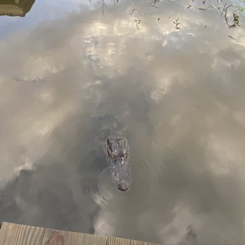 Ultimate Swamp Adventures - Allie the alligator. She likes to hang out by the docks - Tours Near Me - Westwego, Louisiana