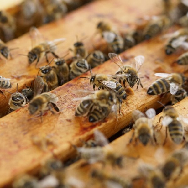 KDog's Sticky Fingers Apairy - beekeeping in West Warwick, RI