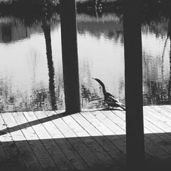 Cypress Lake Resort