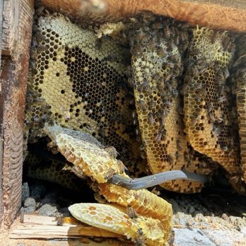 Busy Bee Removal - Beehive inside the wall - Pest Control Near Me - Burbank, California