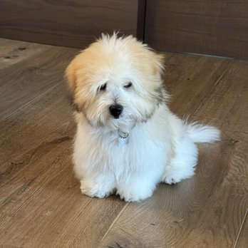 Go Show Em - Pet Groomers Near Me - Santa Barbara, California Go Show Em - Pet Groomers Near Me - Santa Barbara, California
