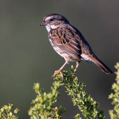 Sepulveda Basin Wildlife Reserve by null