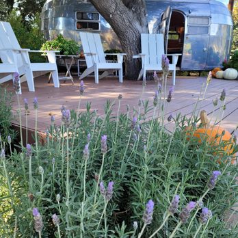 Olive + Lavender Farms - Need I say more? - Attraction Farms Near Me - Los Olivos, California Olive + Lavender Farms - Need I say more? - Attraction Farms Near Me - Los Olivos, California
