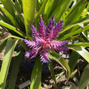 Phantasea Botanical Gardens - Botanical Gardens Near Me - St Thomas, Virgin Islands