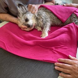 The Pet Parlor - I got this little wonder from the animal shelter in Missoula.  I had her for 13 years and had to put her down because of a tumor on her kidn
