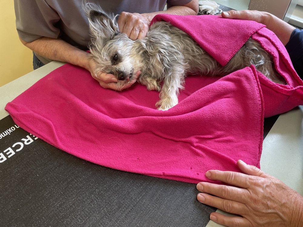 The Pet Parlor Image