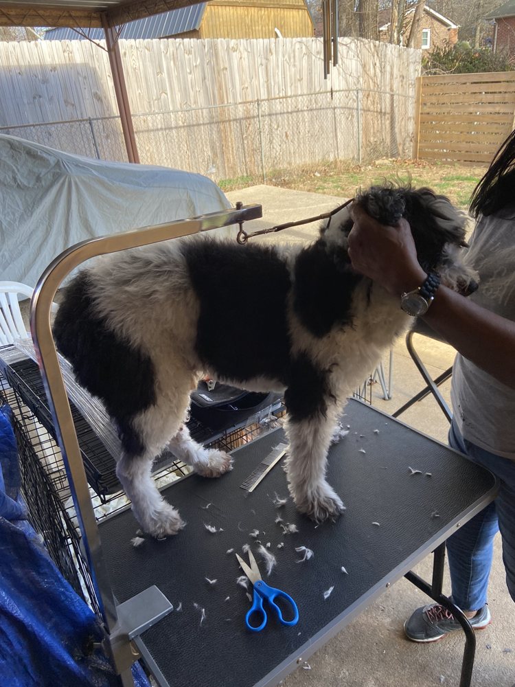 Furry Friendz - pet boarding facility in Nashville, TN
