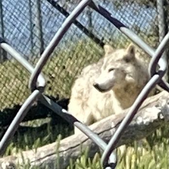 California Wolf Center - Zoos Near Me - Julian, California