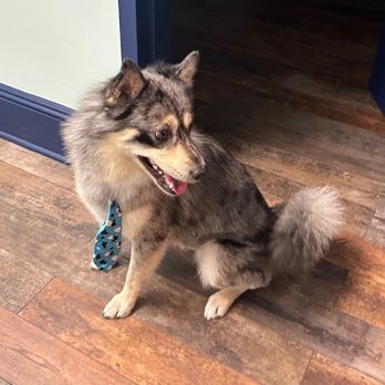 Ruff to Fluff Bar - Pomsky - Pet Groomers Near Me - Montclair, New Jersey