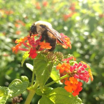Middle Georgia State University - Macon Campus - Just a little bumblebee pollinating - Colleges & Universities Near Me - Macon, Georgia Middle Georgia State University - Macon Campus - Just a little bumblebee pollinating - Colleges & Universities Near Me - Macon, Georgia