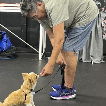 Zoom Room Dog Training - Learning to sit! - Pet Training Near Me - Culver City, California Zoom Room Dog Training - Learning to sit! - Pet Training Near Me - Culver City, California