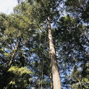 Cornerstone Construction & Tree Service - a man climbing up a tall tree - General Contractors Near Me - Grants Pass, Oregon