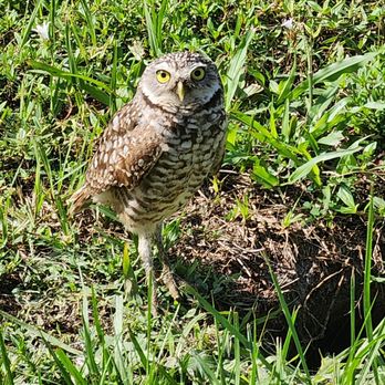 Owls Lookout Park - Parks Near Me - Davie, Florida Owls Lookout Park - Parks Near Me - Davie, Florida