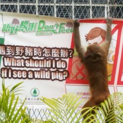 獅子山公園 - What should I do if I see a wild monkey?
