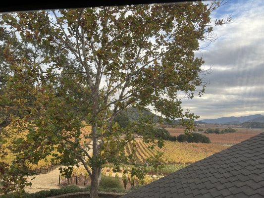 Gargiulo Vineyards by null