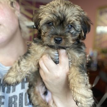 The CosmoPawlitan - Such a cutie - Pet Groomers Near Me - Virginia Beach, Virginia The CosmoPawlitan - Such a cutie - Pet Groomers Near Me - Virginia Beach, Virginia