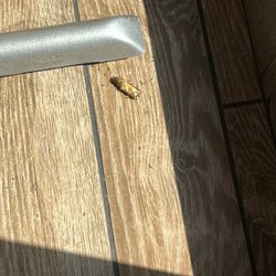 Wendy's - Ants eating fries. This is only one of multiple areas like this.