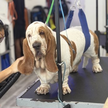 Pawtanicals - "Dude- I have 20 more mins. Let me relax it's spa day" - Pet Services Near Me - North Bergen, New Jersey Pawtanicals - "Dude- I have 20 more mins. Let me relax it's spa day" - Pet Services Near Me - North Bergen, New Jersey
