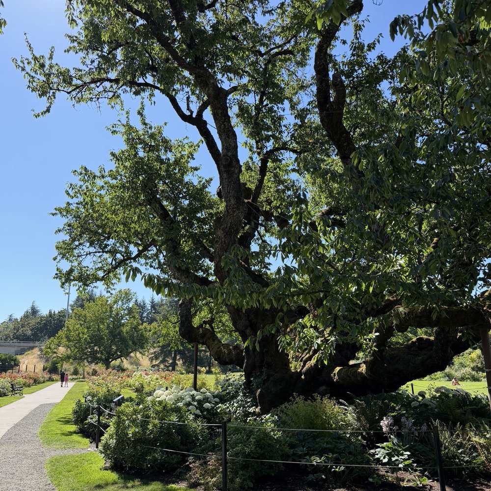 Owen Rose Garden - Cherry tree planted in the 1800s - Parks Near Me - Eugene, Oregon Owen Rose Garden - Cherry tree planted in the 1800s - Parks Near Me - Eugene, Oregon