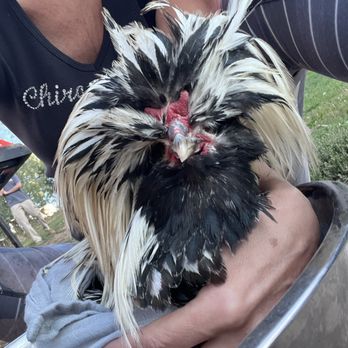 Halo Chiropractic - This is Frank the Rooster. He had Bumble Foot. This is Dr Iris healing him with a nightly Epsom salt soak. - Chiropractors Near Me Halo Chiropractic - This is Frank the Rooster. He had Bumble Foot. This is Dr Iris healing him with a nightly Epsom salt soak. - Chiropractors Near Me