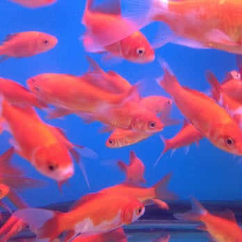 Super Pets - Food - Pet Stores Near Me - Temple City, California