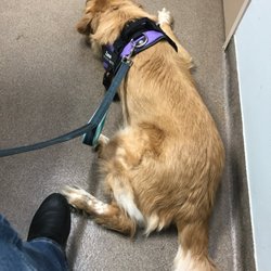 Meyerland Animal Clinic, PA - The not bothered lab