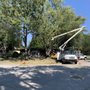 Forest Glade Tree Experts