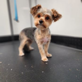 Pawsome Luxuries - Groom for Coco. - Pet Groomers Near Me Pawsome Luxuries - Groom for Coco. - Pet Groomers Near Me
