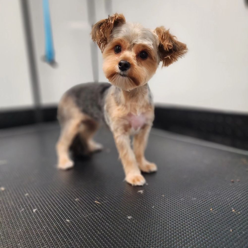 PAWSOME LUXURIES Updated September 2024 19 Photos Tallahassee