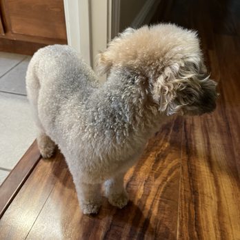 Bark Boutique - Pet Groomers Near Me - Sacramento, California Bark Boutique - Pet Groomers Near Me - Sacramento, California
