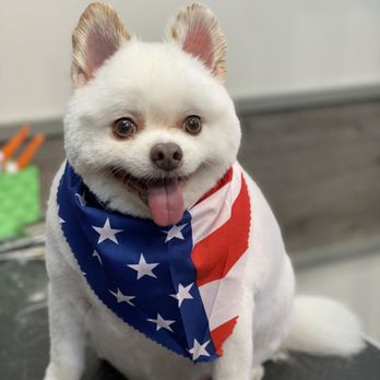 Vlada's Dog Grooming - Pomeranian - Pet Groomers Near Me - Brooklyn, New York Vlada's Dog Grooming - Pomeranian - Pet Groomers Near Me - Brooklyn, New York