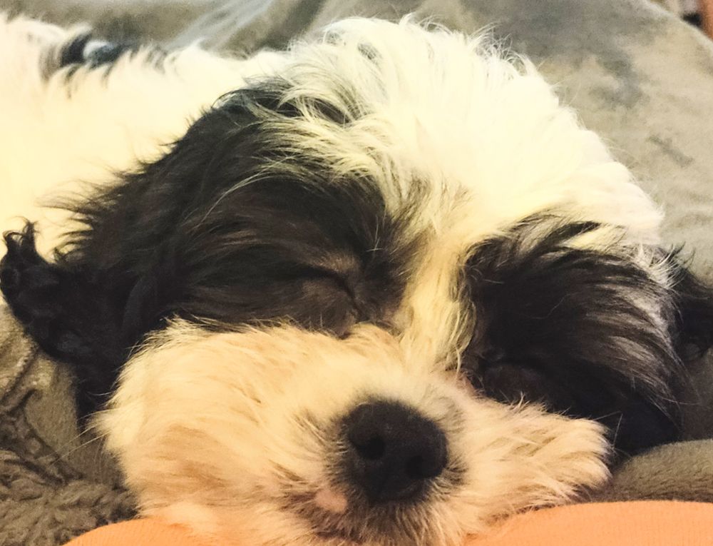 SUNSHINE PUPPIES Updated August 2024 20 Photos & 45 Reviews 7500